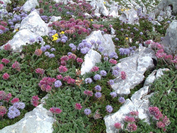 tra le rocce: Anthyllis montana e Globularia meridionalis